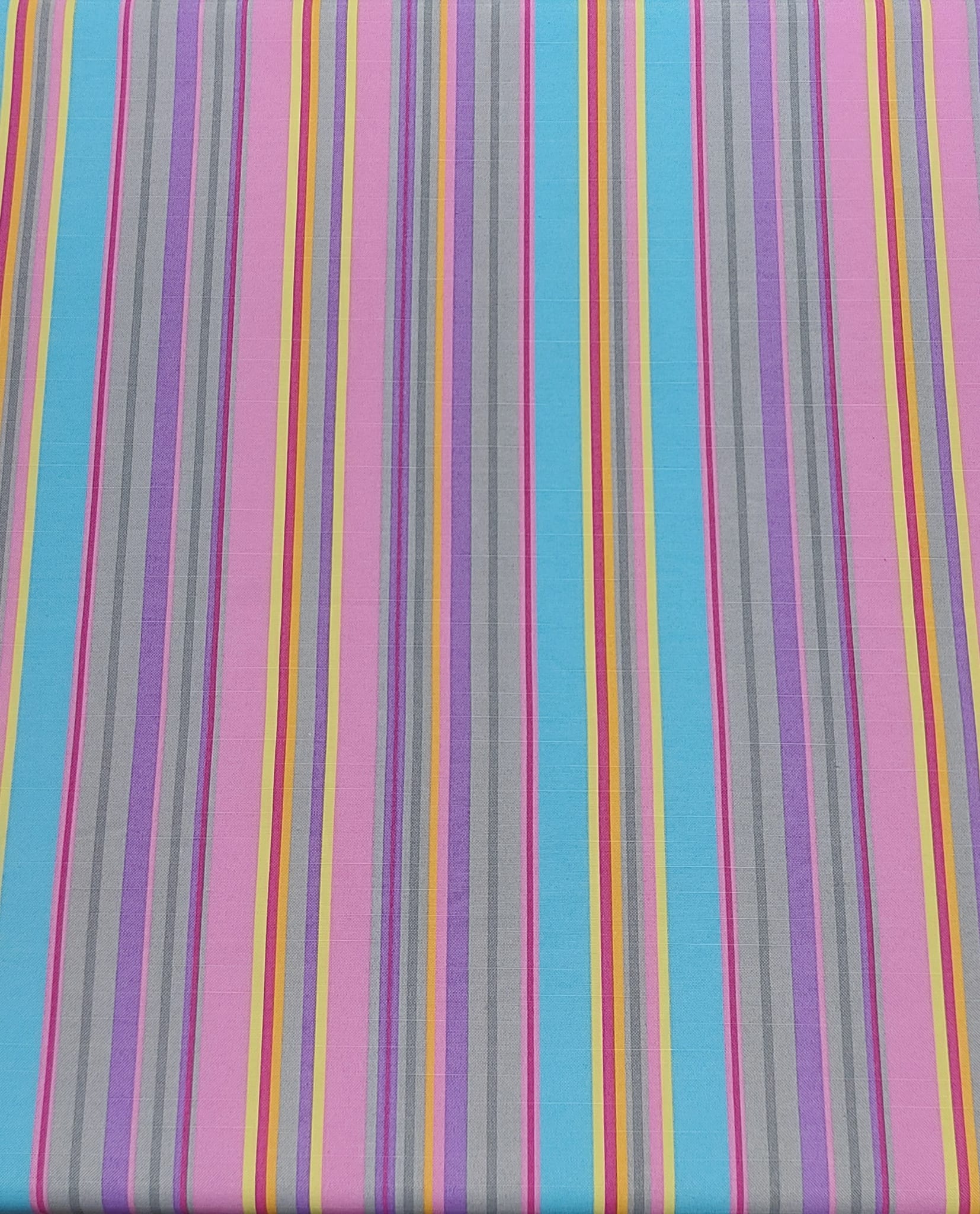 Panamá Gatas rayas primavera